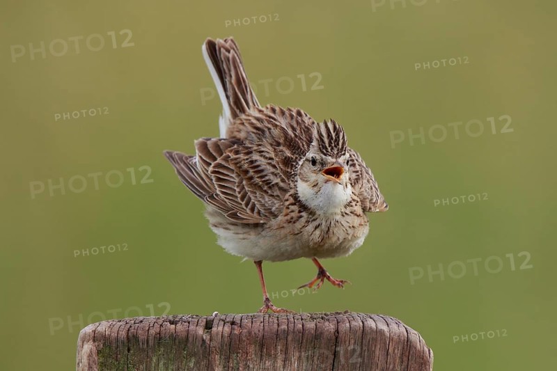 Eurasian Skylark (Alauda arvensis) singing from pale, North Rhine-Westphalia, Germany