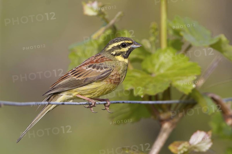 Cirl Bunting - Zaunammer - Emberiza cirlus, Germany, adult male