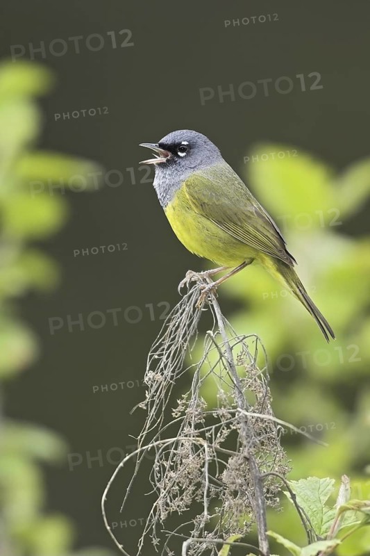 MacGillivray's Warbler (Geothlypis tolmiei) singing, British Columbia, Canada
