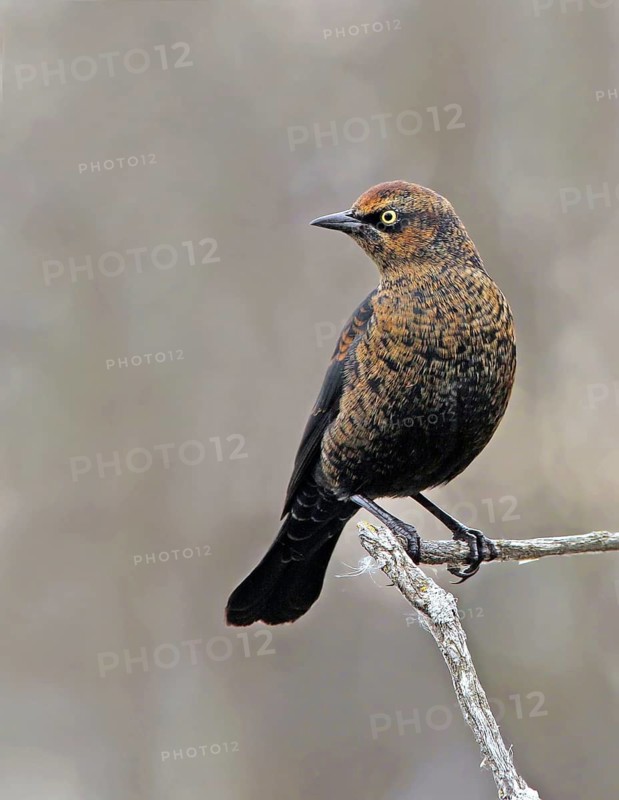 Rusty Blackbird (Euphagus carolinus), Saskatchewan, Canada