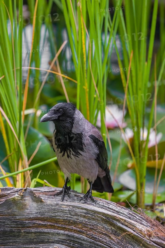 An adult hooded crow (Corvus cornix), sits on a branch in a garden pond