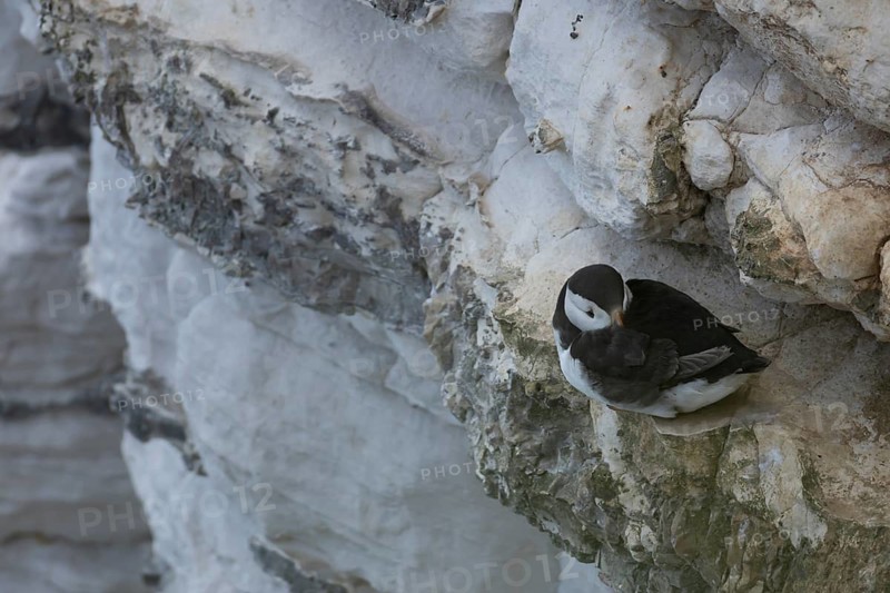 Atlantic puffin (Fratercula arctica) adult auk seabird bird on a cliff ledge in summer, RSPB Bempton cliffs nature reserve, Yorkshire, England, United Kingdom