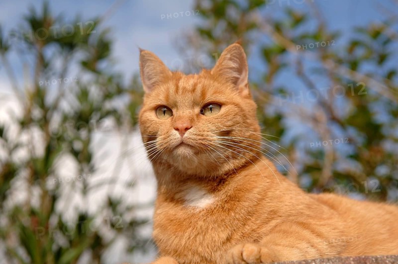 Portrait of a cat (Felis domestica), Bavaria, Germany