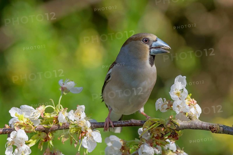 A female hawfinch (Coccothraustes coccothraustes) with grey and brown plumage sitting on a branch with flowers, Baden-Württemberg, Germany