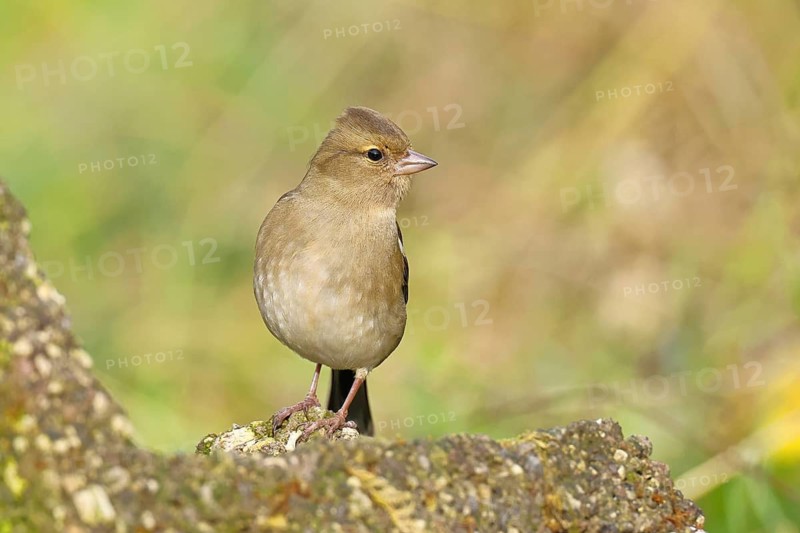 Chaffinch (Fringilla coelebs), adult male sitting on a stone in the garden, winter dress, wildlife, animals, birds, songbird, nature photography, Wilnsdorf, North Rhine-Westphalia, Germany