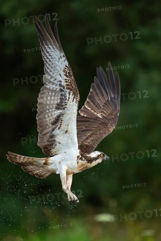 Western osprey (Pandion haliaetus) hunting, Aviemore, Scotland, Great Britain