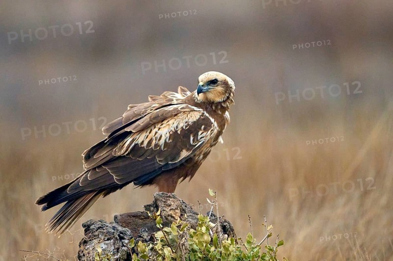 A Western marsh-harrier sits perched on a rocky outcrop amidst a barren field, its keen eyes surveying the surroundings