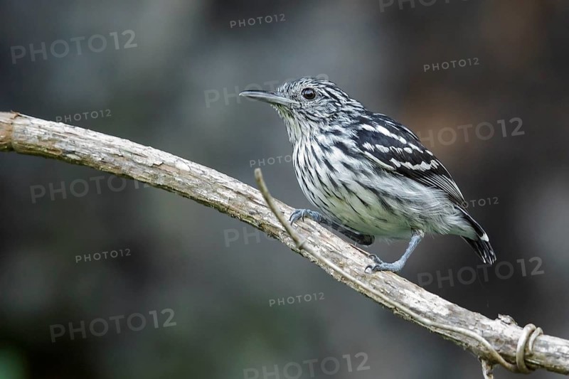 Amazonian Streaked-Antwren (Myrmotherula multostriata) perched on a branch in the rainforest of Guyana