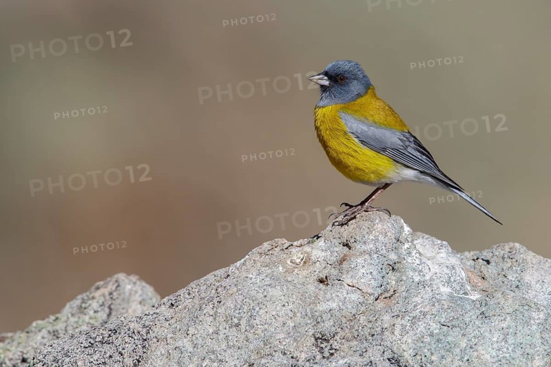 Gray-hooded Sierra-Finch (Phrygilus gayi) perched on the ground in Chile