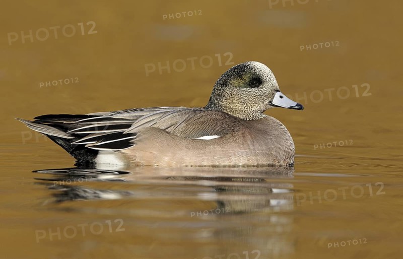 American Wigeon (Mareca americana) male, British Columbia, Canada