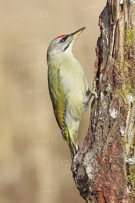 Grey-headed woodpecker (Picus canus), male sitting on a tree stump overgrown with moss and lichen, Wildlife, Woodpeckers, Birds, Nature photography, Wilnsdorf, North Rhine-Westphalia, Germany