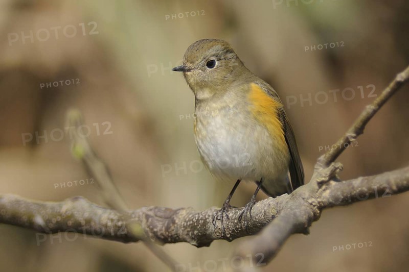 Red-flanked Bluetail (Tarsiger cyanurus), Poyang Lake, China