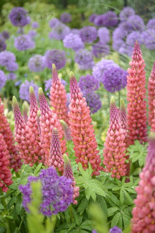 Lupine (Lupinus polyphyllus), globe leek (Allium aflatunense), Hillier Arboretum, Romsey, England, Great Britain