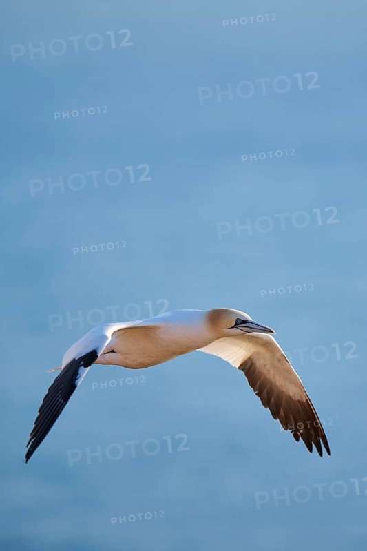 Northern gannet (Morus bassanus) flying over the sea, wildlife, Helgoland, Germany