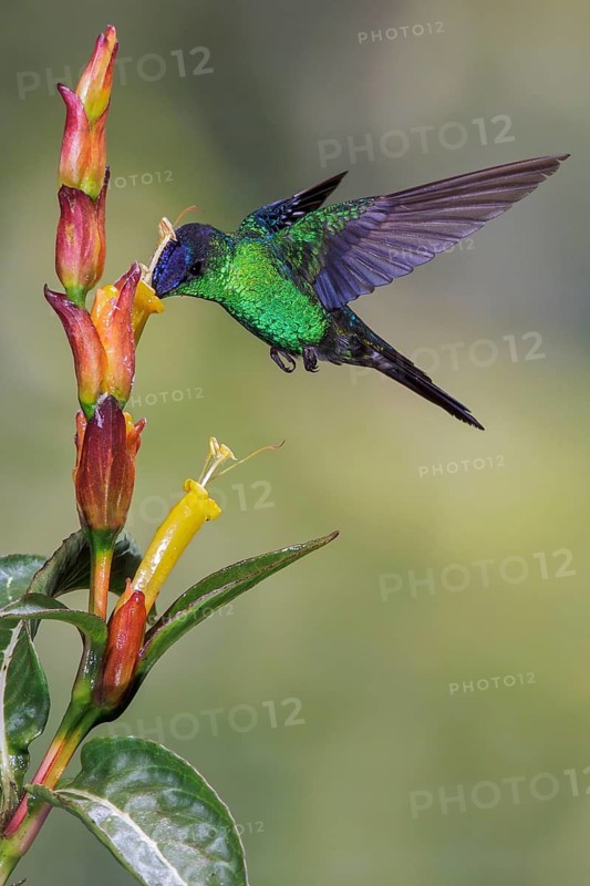 Violet-capped Woodnymph (Thalurania glaucopis) flying and feeding at a flower in the Atlantic rainforest of southeast Brazil