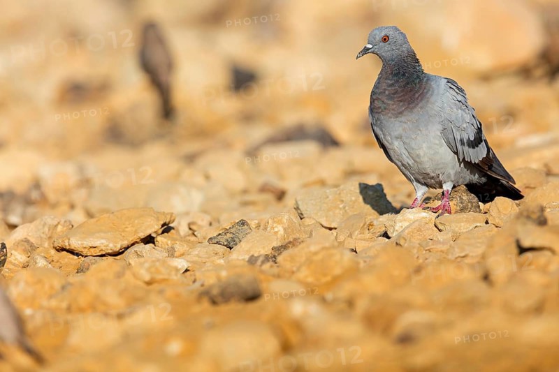 Rock pigeon, (Columba livia), animals, birds, family of pigeons, ancestral form of the domestic pigeon and urban pigeon, feral form, Celias Waterhole, Ezuz, HaDarom, Israel