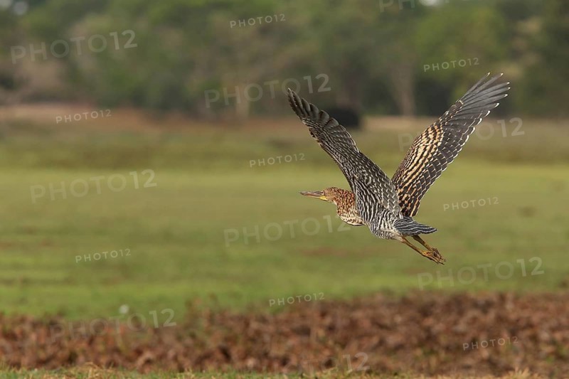 Rufescent Tiger Heron (Tigrisoma lineatum) juvenile taking flight, Los Llanos, Venezuela