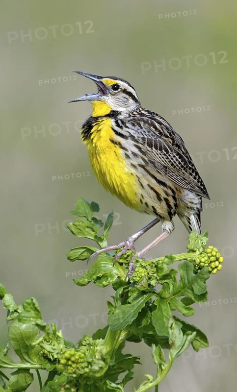 Eastern Meadowlark (Sturnella magna) singing, Texas, USA
