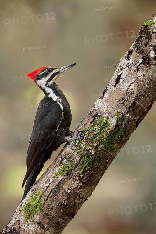 Pileated Woodpecker (Dryocopus pileatus) perched on a tree trunk near Victoria, BC, Canada