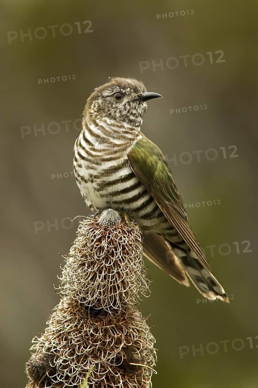 Shining Bronze Cuckoo (Chrysococcyx lucidus), Western Australia, Australia