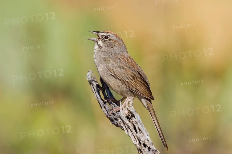 Rufous-crowned Sparrow Aimophila ruficeps Guadalupe mountain National Park, Texas, USA 10 May Adult Emberizidae