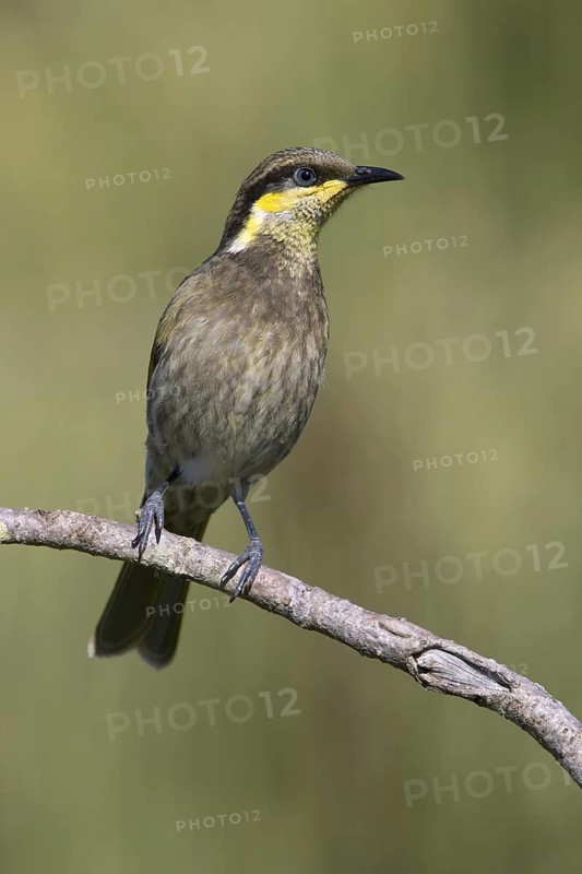 Mangrove Honeyeater (Gavicalis fasciogularis), Queensland, Australia