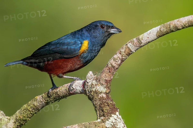 Chestnut-bellied Euphonia (Euphonia pectoralis) perched on a branch in the Atlantic Rainforest of Brazil