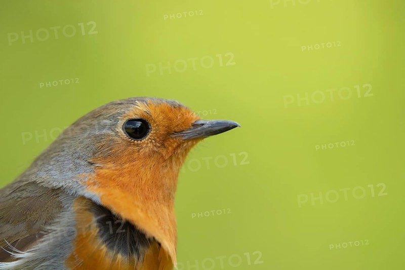 European robin (Erithacus rubecula) adult garden bird head portrait, Suffolk, England, United Kingdom