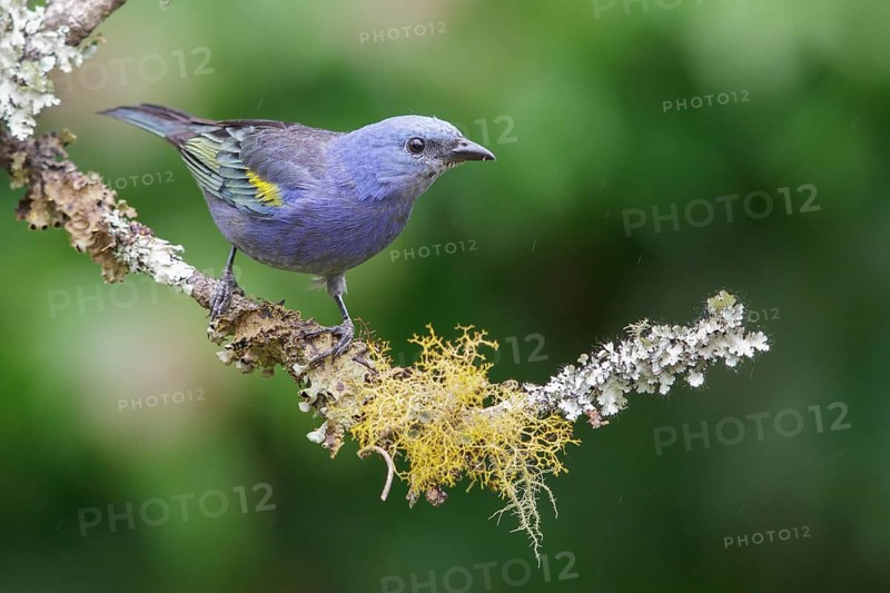 Golden-chevroned Tanager (Thraupis ornata) perched on a branch in the Atlantic rainforest of southeast Brazil