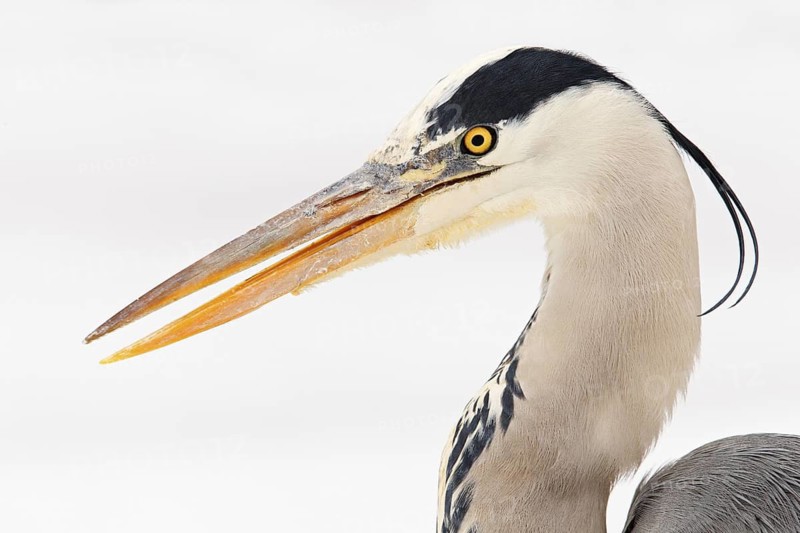 Grey Heron (Ardea cinerea), Berlin, Germany