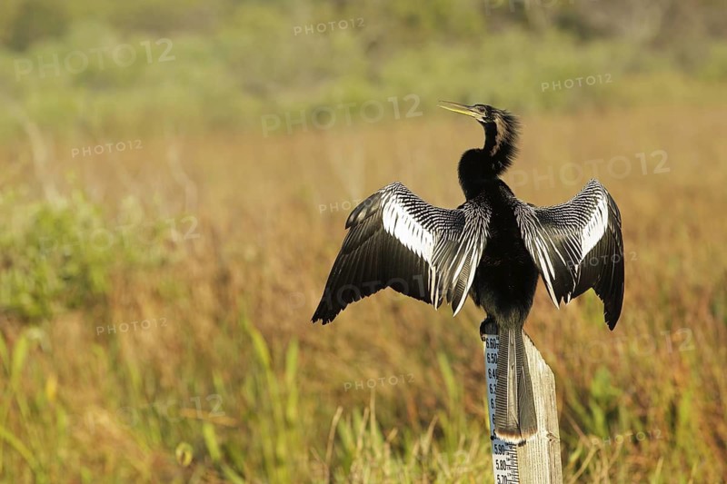 Anhinga (Anhinga anhinga), Florida, USA