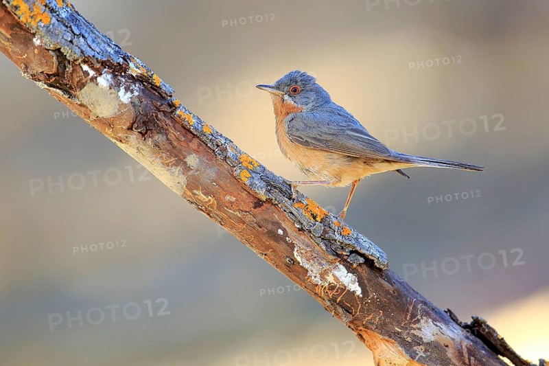 Subalpine Warbler (Sylvia cantillans) male perched on a branch, Andalusia, Spain