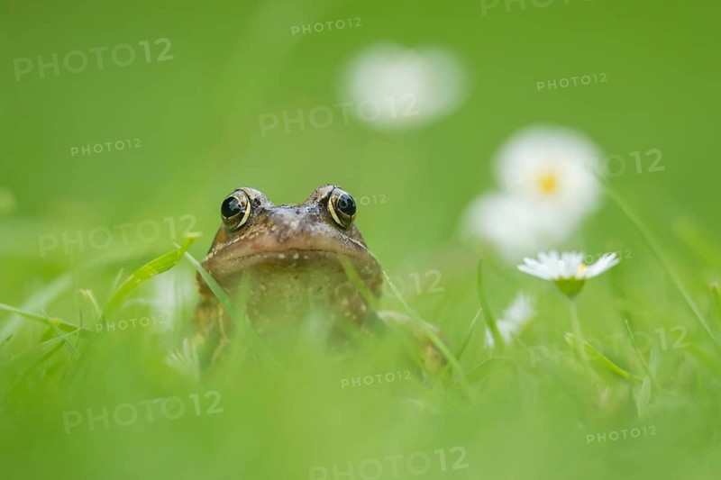 Common frog (Rana temporaria) adult amphibian on a garden grass lawn with daisy flowers in summer, Suffolk, England, United KIngdom