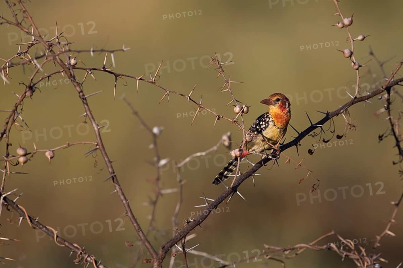 Red-and-yellow Barbet (Trachyphonus erythrocephalus) female perched on a branch, Oromia, Ethiopia