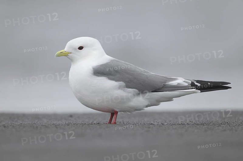 Red-legged Kittiwake (Rissa brevirostris), Alaska, USA