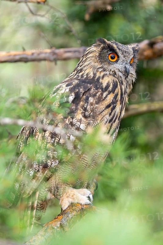 Eurasian eagle-owl (Bubo bubo), captive, sitting on a branch in a forest, Pyrenees, Catalonia, Spain
