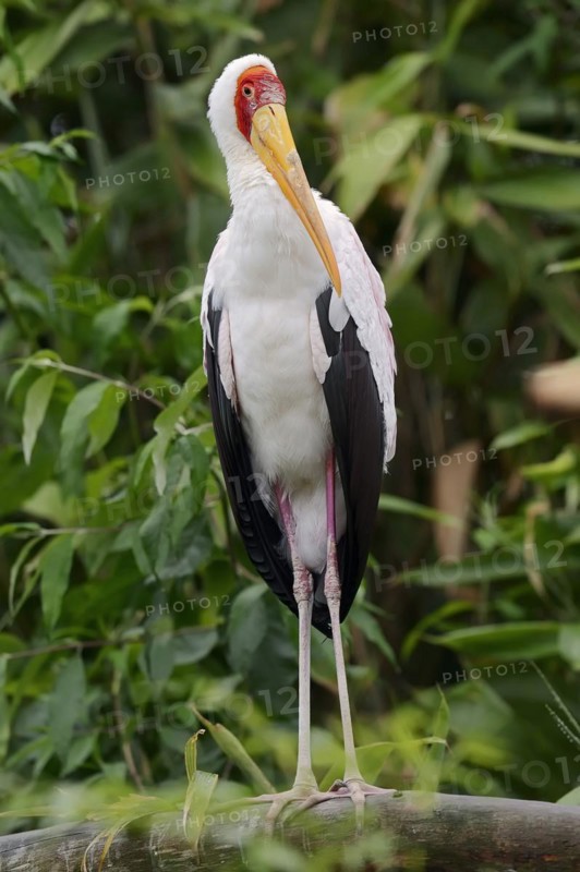 African yellow-billed stork (Mycteria ibis), captive, occurrence in Africa
