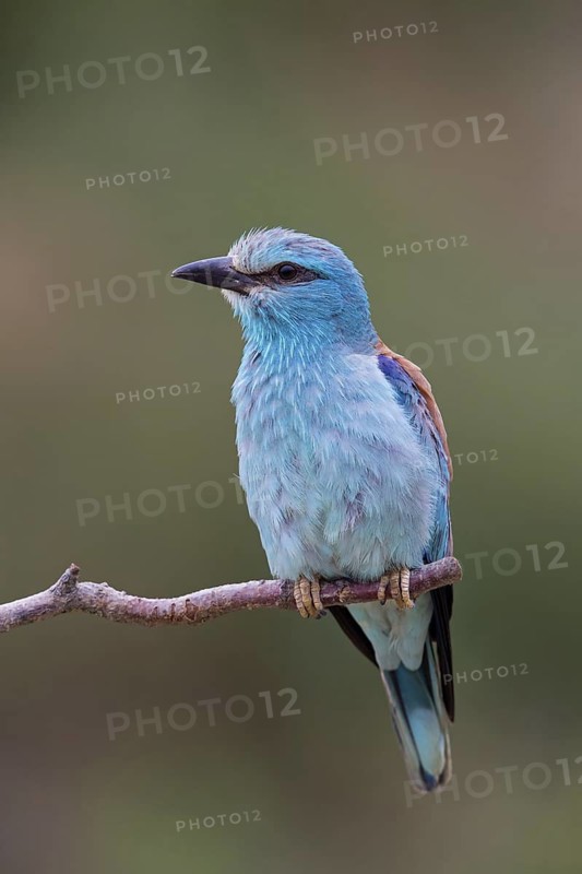 Roller, Almond Crow, (Coracias garrulus), animals, birds, raptors, raptor family, perch, biotope, habitat, Muselievo, Muselievo, Pleven, Bulgaria