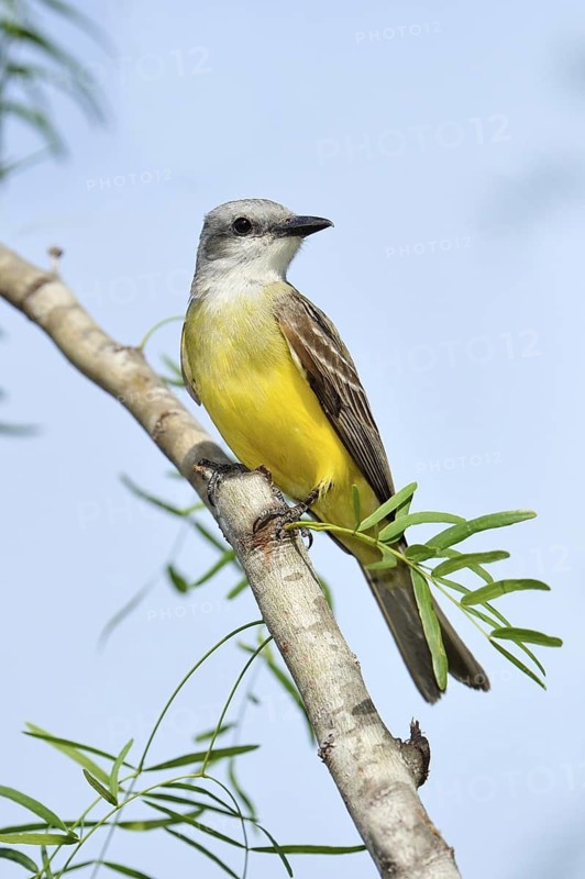 Couch's Kingbird (Tyrannus couchii), Texas, USA