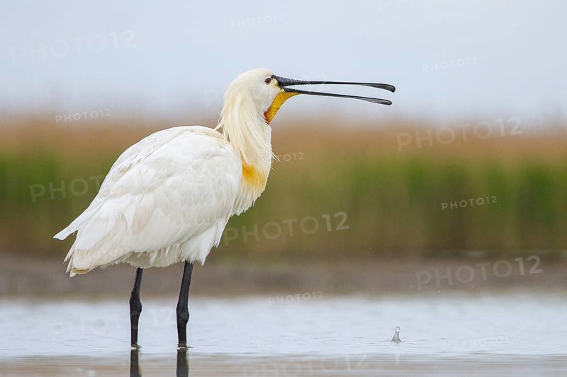 Eurasian Spoonbill (Platalea leucorodia) foraging, Pusztaszer, Hungary