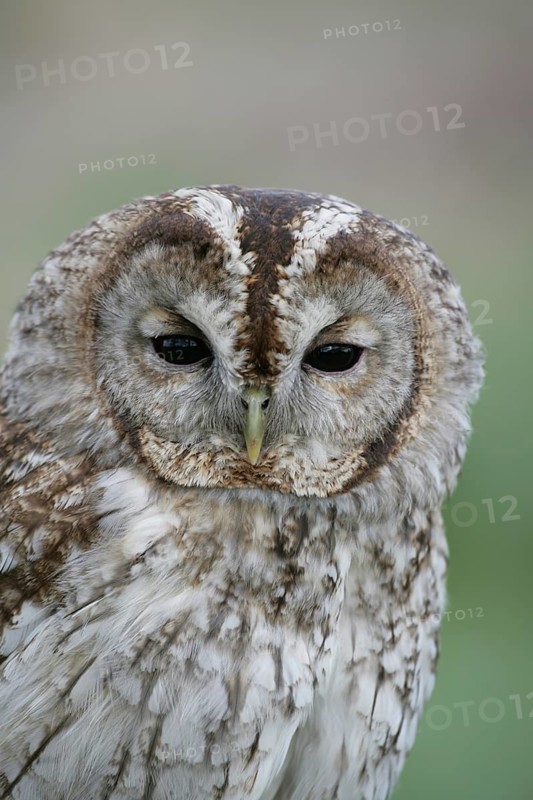 Tawny owl (Strix aluco) adult bird head portrait, England, United Kingdom
