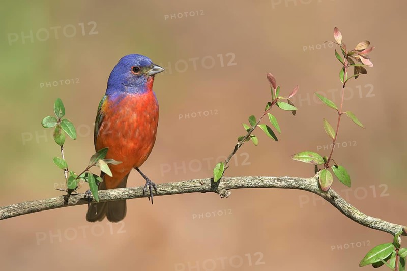 Painted Bunting (Passerina ciris) male perched on a branch, Texas, USA