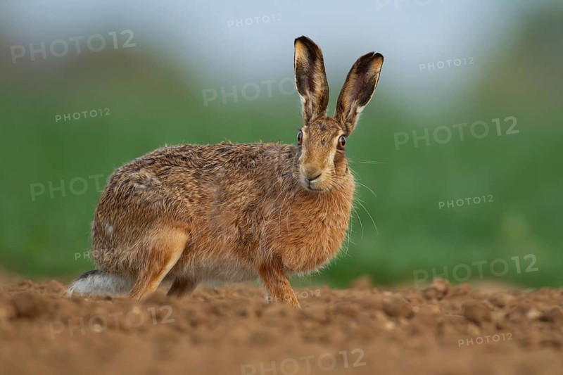 European brown hare (Lepus europaeus) adult animal in a farmland field in spring, Norfolk, England, United Kingdom