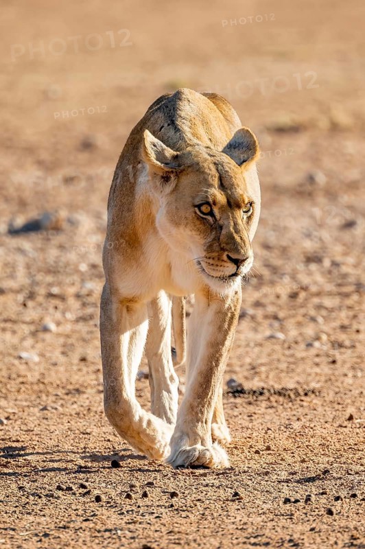 Lioness (Panthera leo) walking on dry ground, Kgalagadi Transfrontier National Park, Northern Cape, South Africa