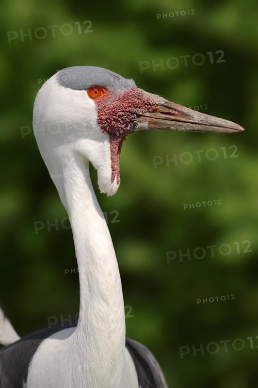 Wattled crane (Bugeranus carunculatus, Grus carunculatus), portrait, captive, occurrence in Africa