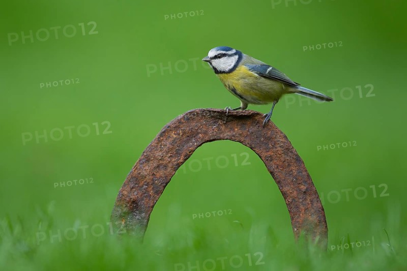 Blue tit (Cyanistes Caeruleus) adult garden bird on a horseshoe in a grass lawn, Norfolk, England, United Kingdom