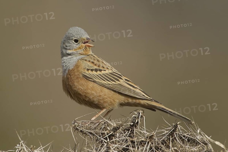 Cretzschmar's Bunting (Emberiza caesia) male singing, Turkey
