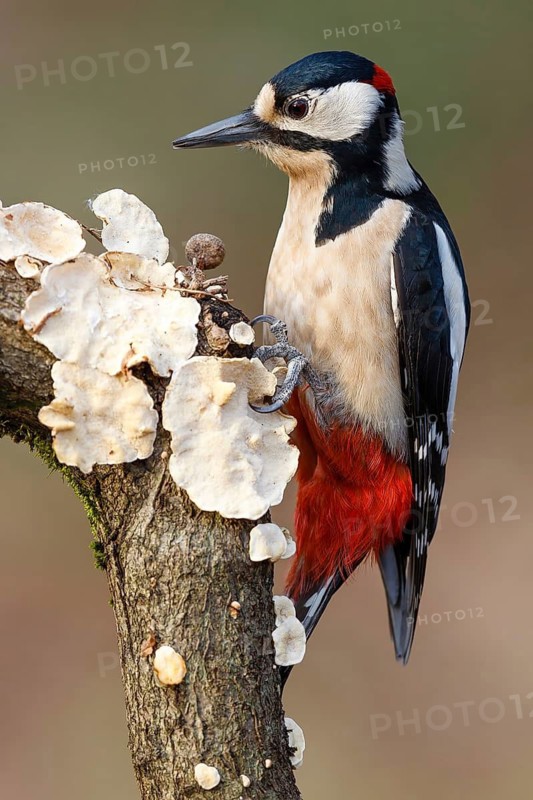 Great Spotted Woodpecker (Dendrocopos major) male, Asturias, Spain