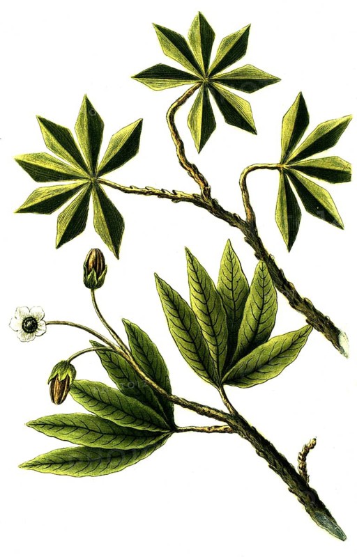 Botany, plants, Yucca anericana and Yucca brasiliana