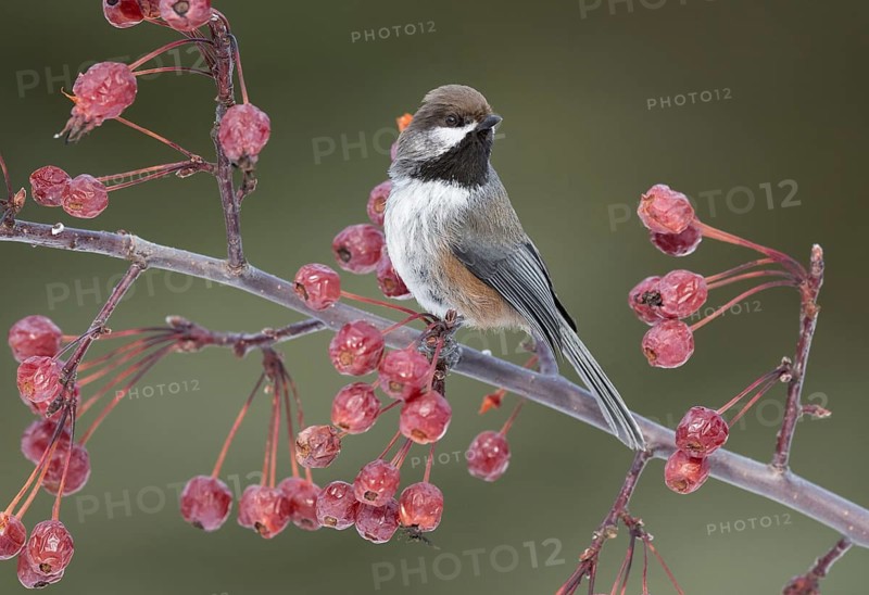 Boreal Chickadee (Poecile hudsonicus) perched on a branch, British Columbia, Canada